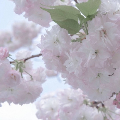 Furry插画氛围营造兽圈群